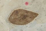 Plate of Paleocene Leaf Fossils - Glendive, Montana #188824-4